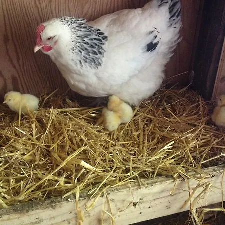 Kildegaarden Frørup