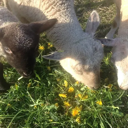 Panzió Kildegaarden *