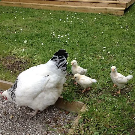 Panzió Kildegaarden Frørup