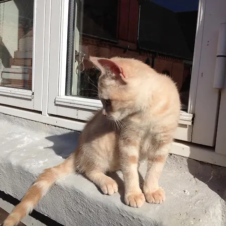 לינה וארוחת בוקר Kildegaarden Frorup